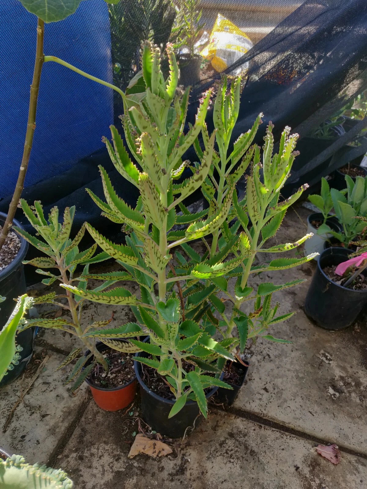 Kalanchoe Cuttings 5" Organic Aranto Mother of Thousands (Madre de Miles) - Kalanchoe daigremontiana