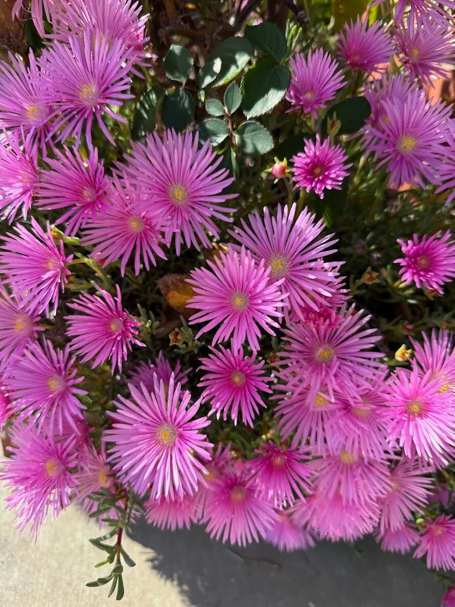 Magenta Ice Plant Cuttings - 10 Unrooted Delosperma Cooperi - Hardy Succulent Ground Cover for Drought-Tolerant Gardens