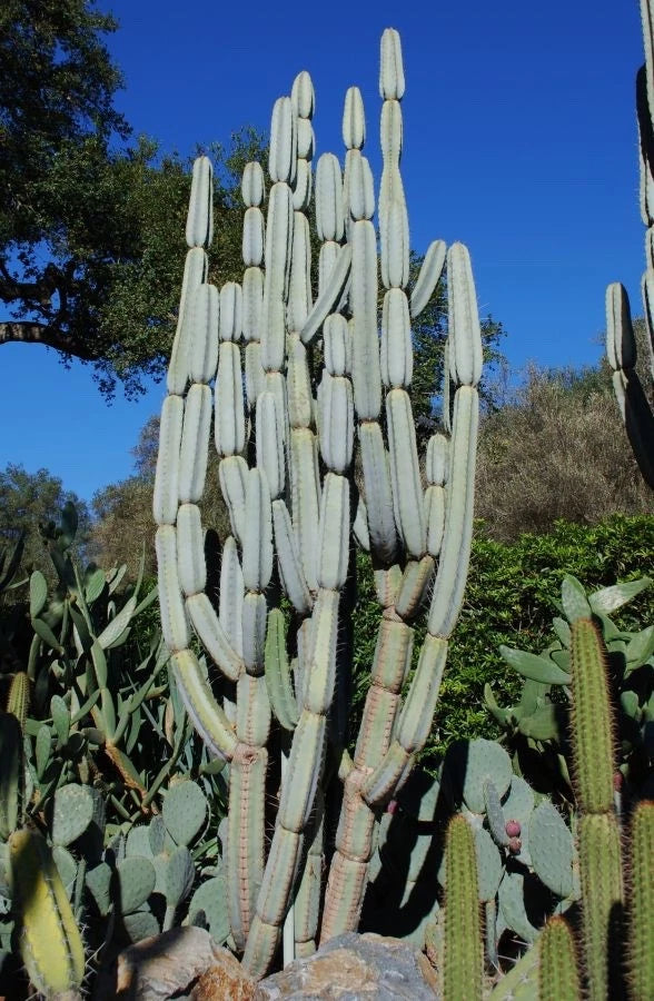 Large Cuttings Armatocereus Mataranus - Armatocereus matucanensis 12-17 Inches, Cactus for Sale, Ideal for Plant Enthusiasts