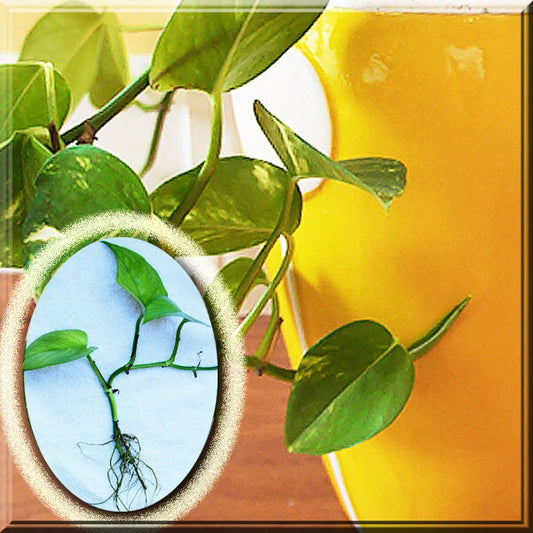 Variegated Golden Pothos Plant Roots - Devil's Ivy Epipremnum Aureum - 2 Roots with 2+ Leaves (5"-6") for Indoor/Outdoor Use