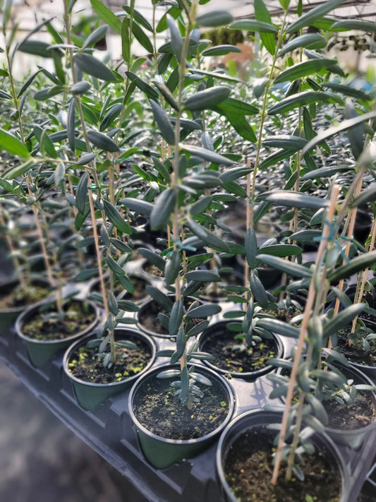 Arbequina Olive Tree in 4 Inch Pot - Robust Roots, Produces Olives - Olea europaea
