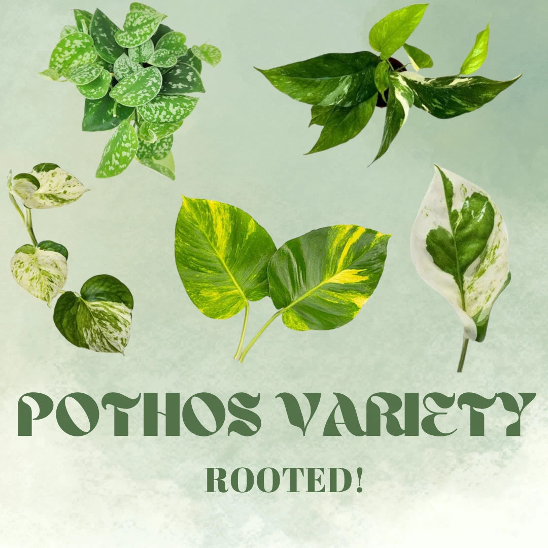 Rooted Pothos Cuttings - Golden, Cebu Blue, Albo, Manjula Varieties - Air Purifying Houseplants for Indoor/Outdoor Use