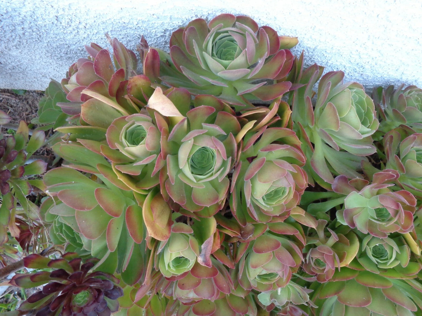 Aeonium Cuttings 5"-6" Blushing Beauty Succulent - Fresh Cuttings for Indoor/Outdoor Planting - No Roots
