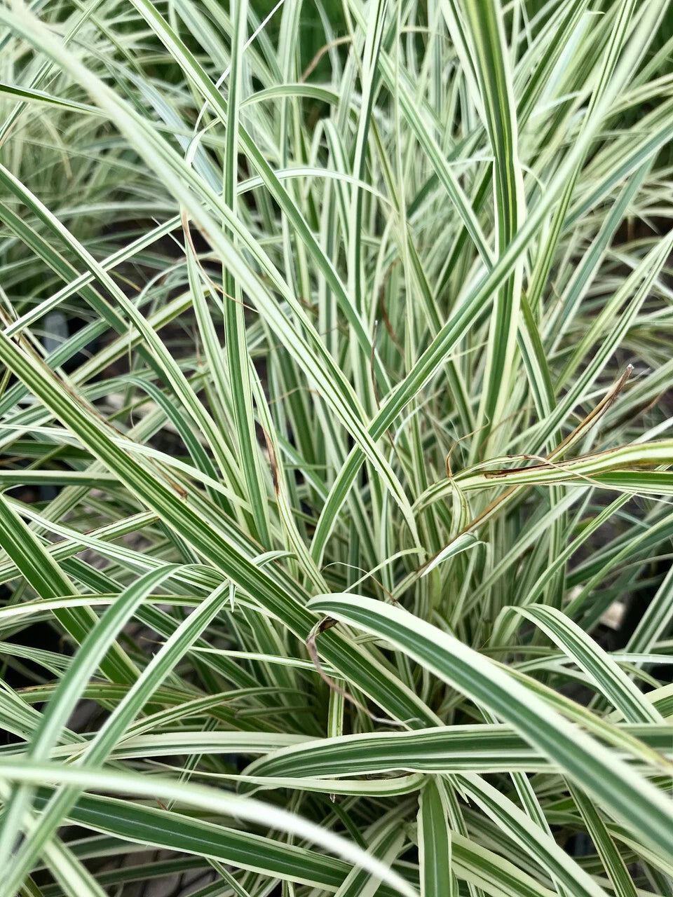 Lot of 6 Bare Root Japanese Variegated Silver Grass Clumps - Ornamental Perennial (Miscanthus sinensis)