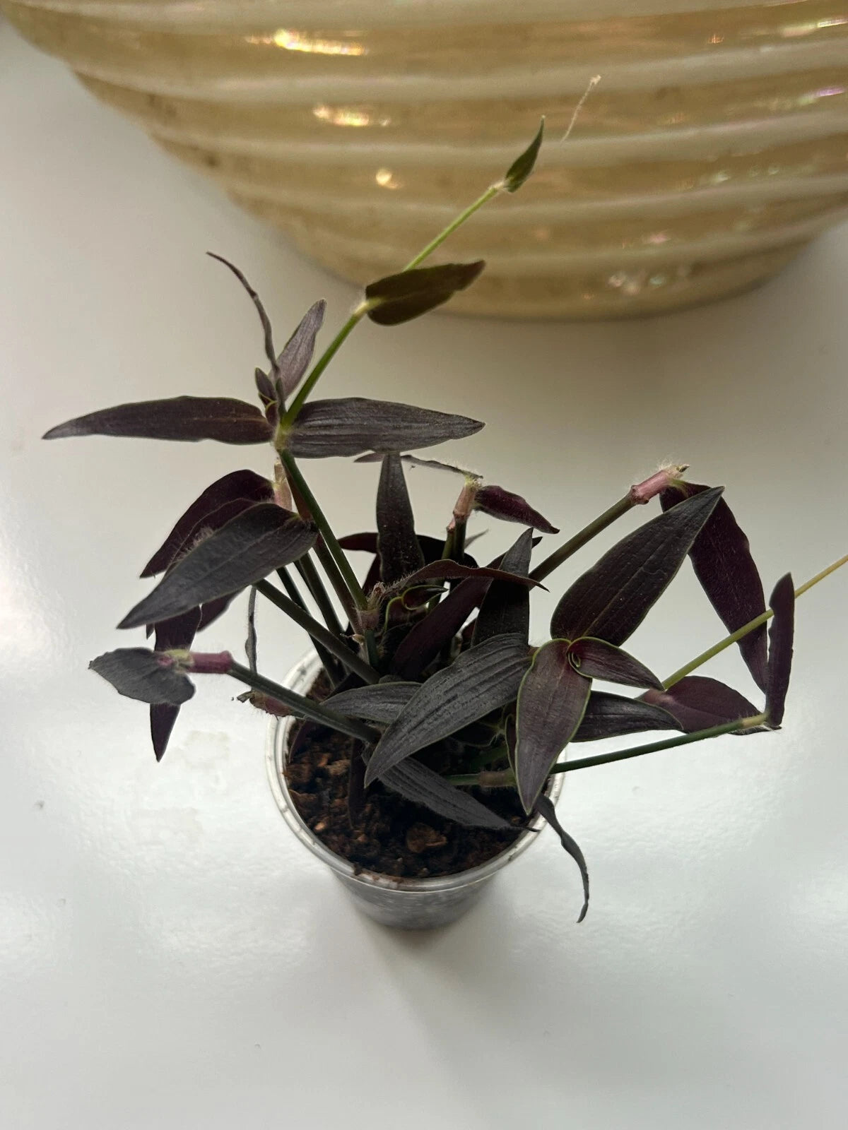 Jose Puig Black Tradescantia Cuttings - 10 Fresh Cuttings for Easy Growing - Perfect Hanging Houseplant