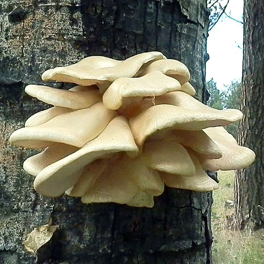 Aspen Oyster Liquid Culture Syringe 12cc - Pleurotus populinus for Mushroom Cultivation