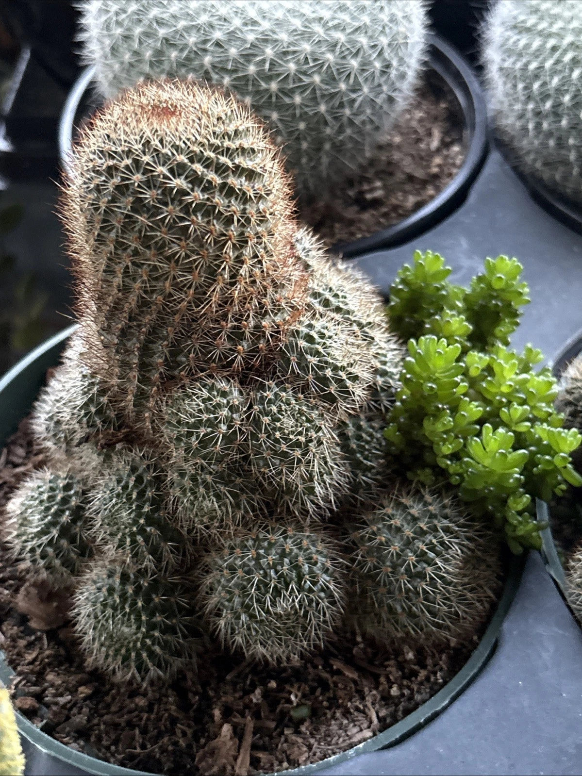 Rebutia Fulviseta Cactus in 6-Inch Pot - Clumping Style, Brown & Green Colors, Drought-Resistant, Air-Purifying Plant