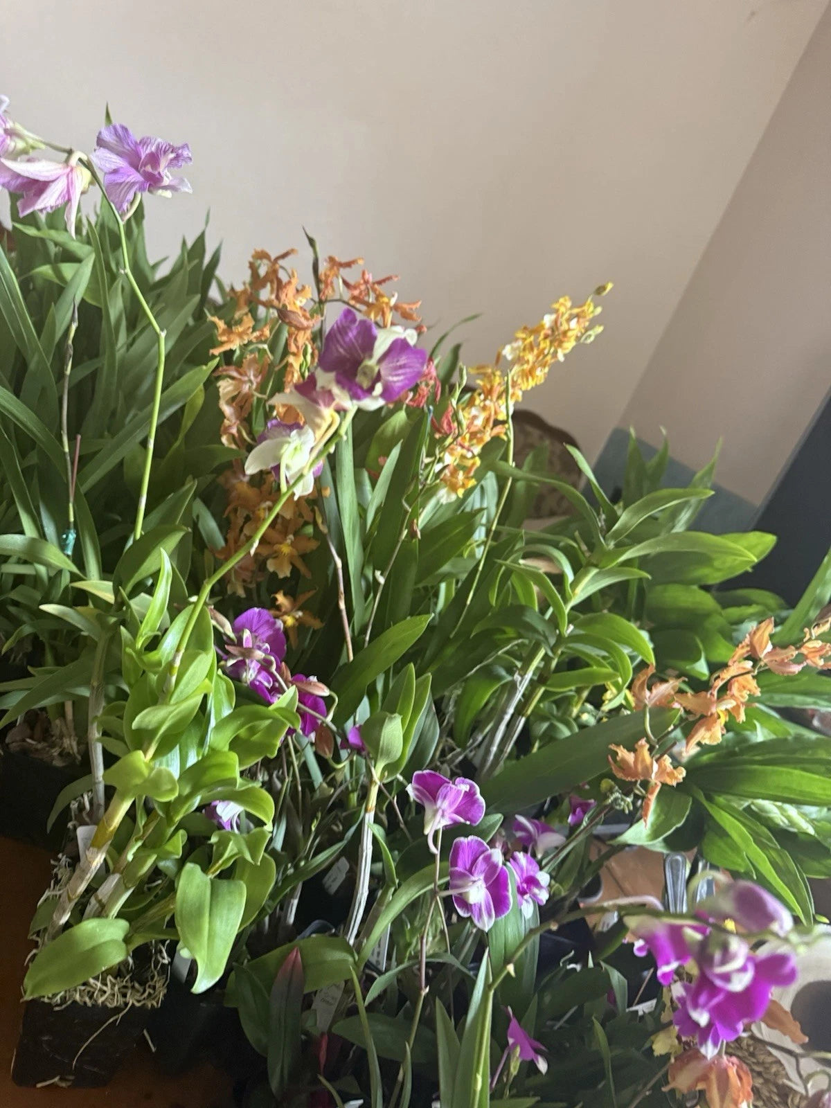 Orchid Plant Box - 10 Den and Oncidium Varieties - Exotic Orchids from Certified Growers - Aloha from Las Vegas, NV