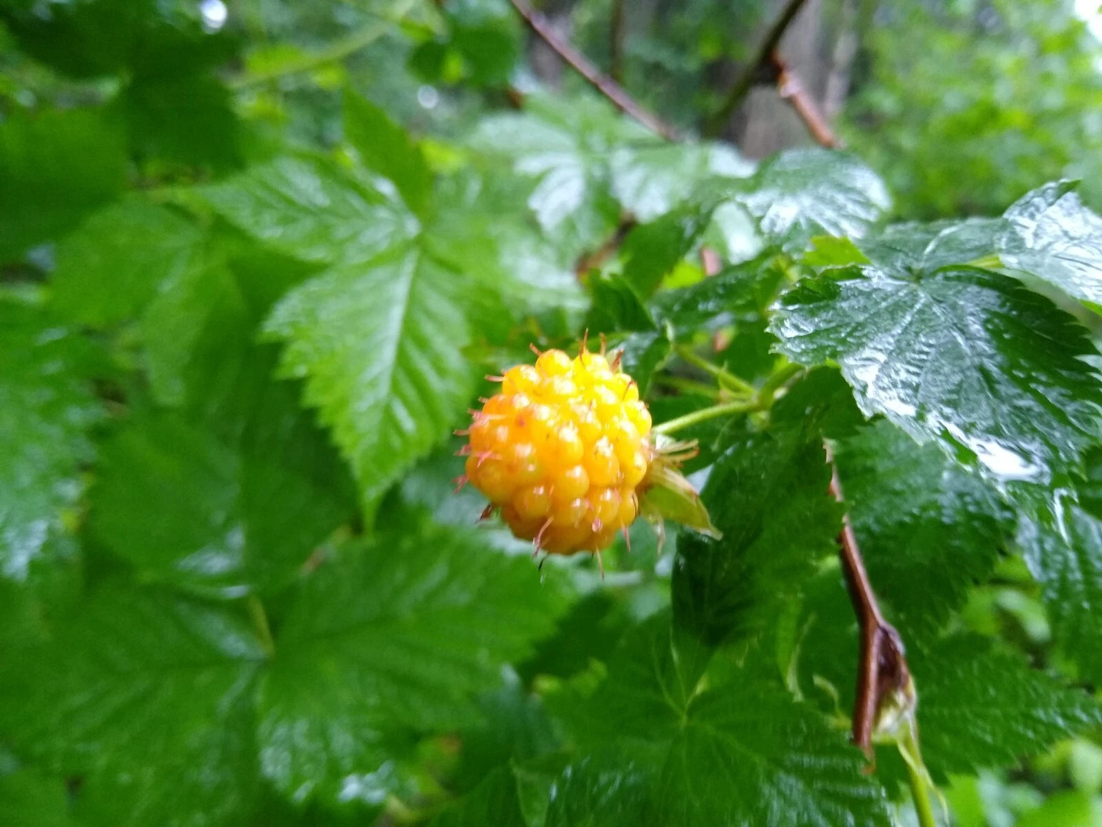 Salmonberry Root Cuttings - 5 Live Rhizomes - Organic Rubus spectabilis - Perennial Berry Plants for Garden