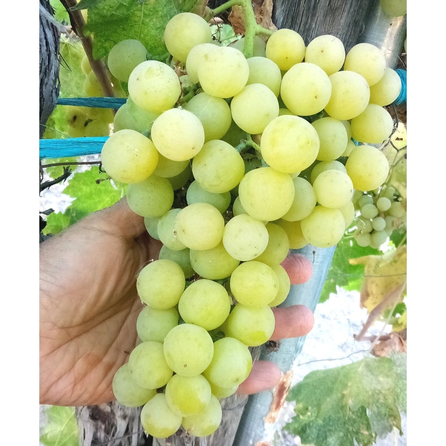 Sugar Sweet Vine Cuttings - 4 Thin Cuttings - Seedless Green Table Grape - Vitis vinifera
