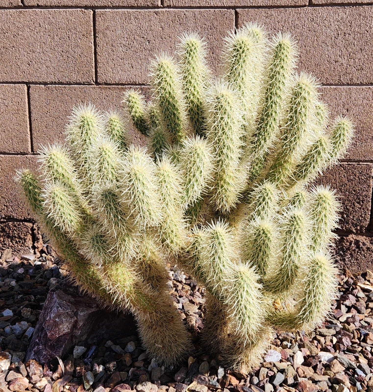 Cylindropuntia Bigelovii Teddy Bear Cholla Cactus Cutting Segment (3-5") - Prickly Pear Cactus for Planting