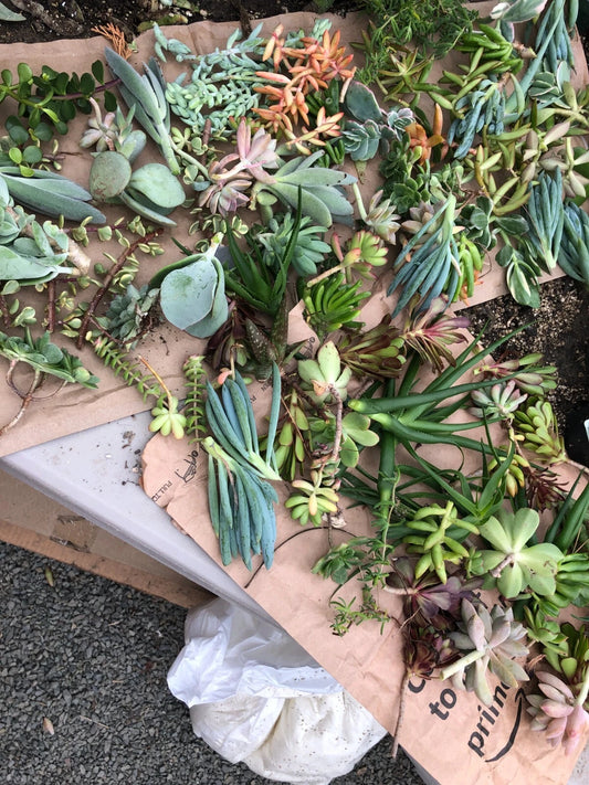 Assorted Succulent Cuttings (30) - Colorful Variety Mix - Unrooted Succulents - Ideal for Indoor/Outdoor - Free Shipping