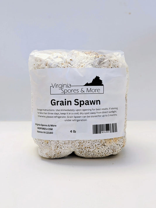 White Oyster Mushroom Grain Spawn - Pleurotus ostreatus - Culinary & Medicinal Variety