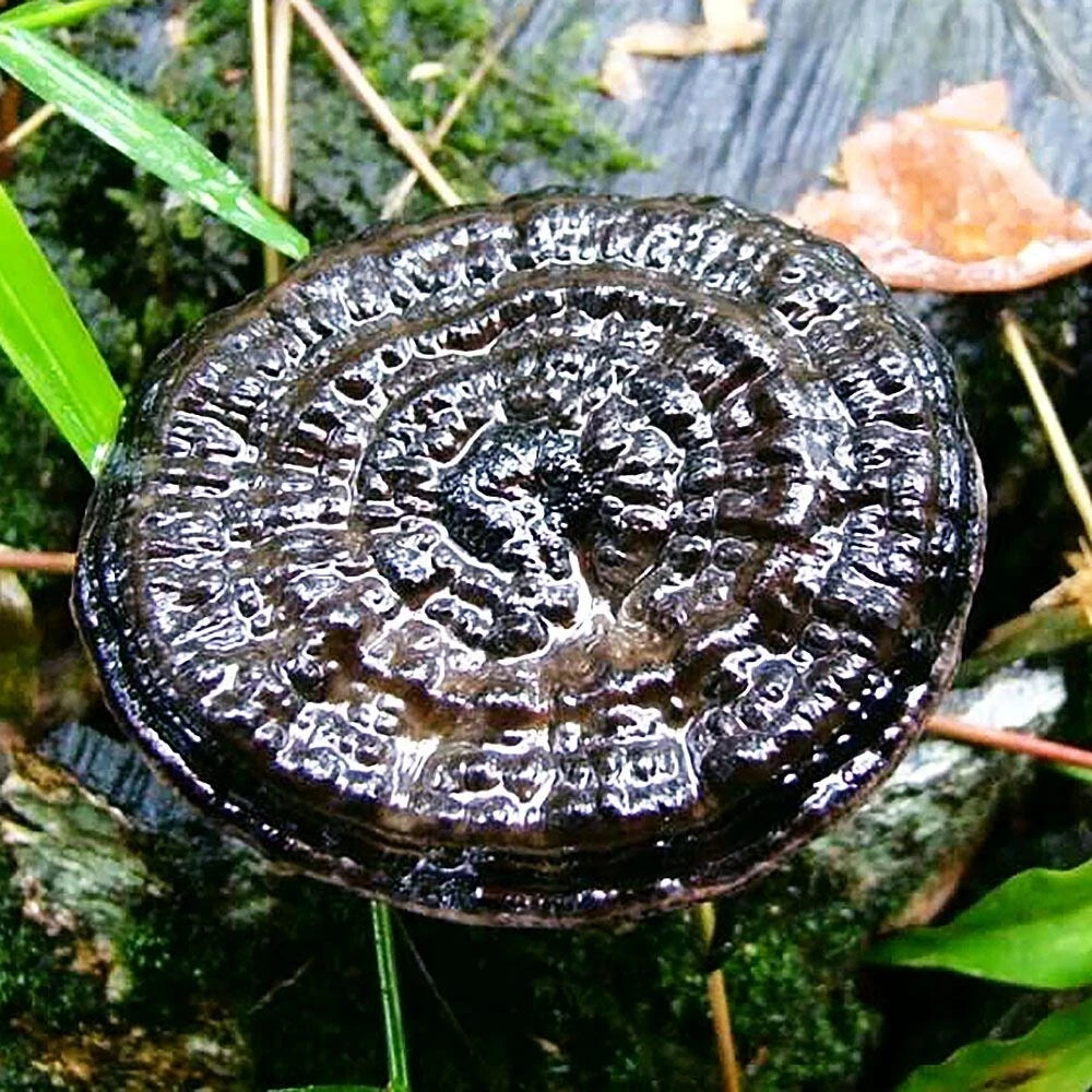 Ganoderma Sinense Liquid Culture Syringe - 12cc Pure Mycelium for Medicinal Mushroom Cultivation (Ganoderma sinense)
