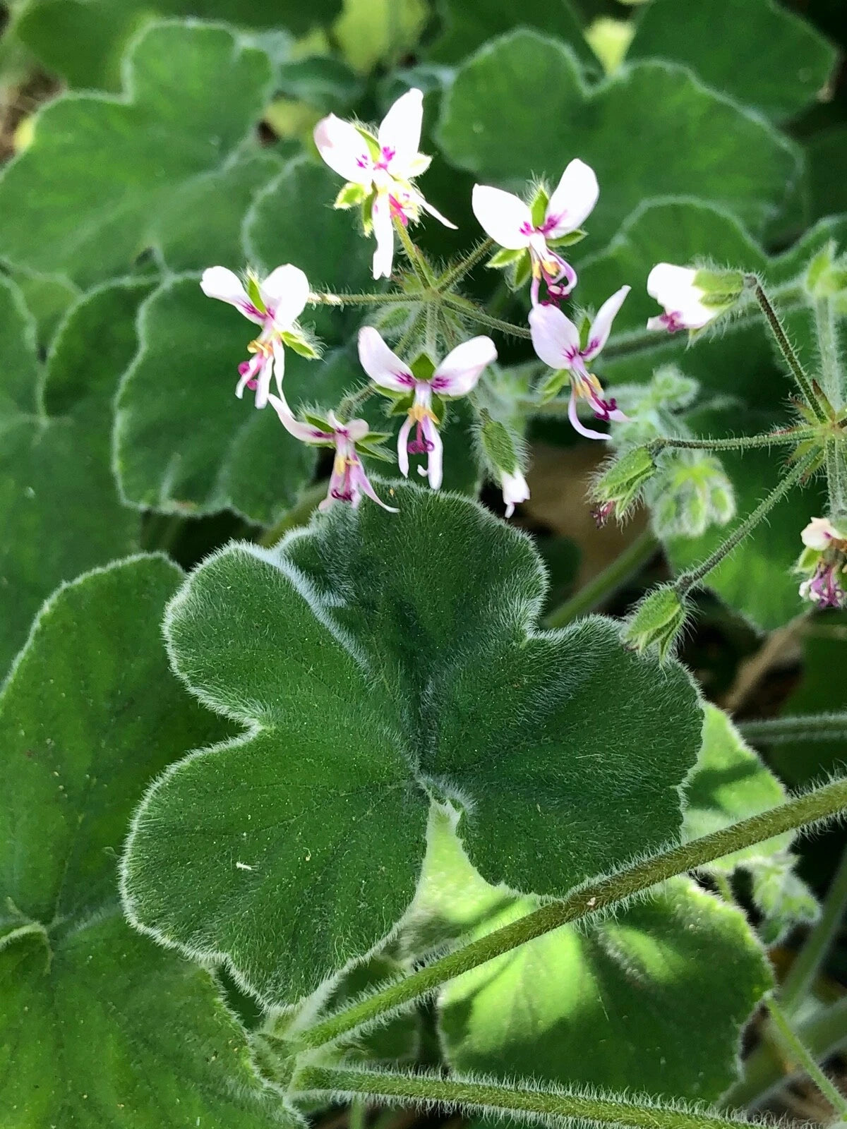 Fuzzy Mint Scented Pelargonium Geranium Cuttings - 3 Live Plants - Rare Chocolate Mint Variety - Easy Care Geraniums