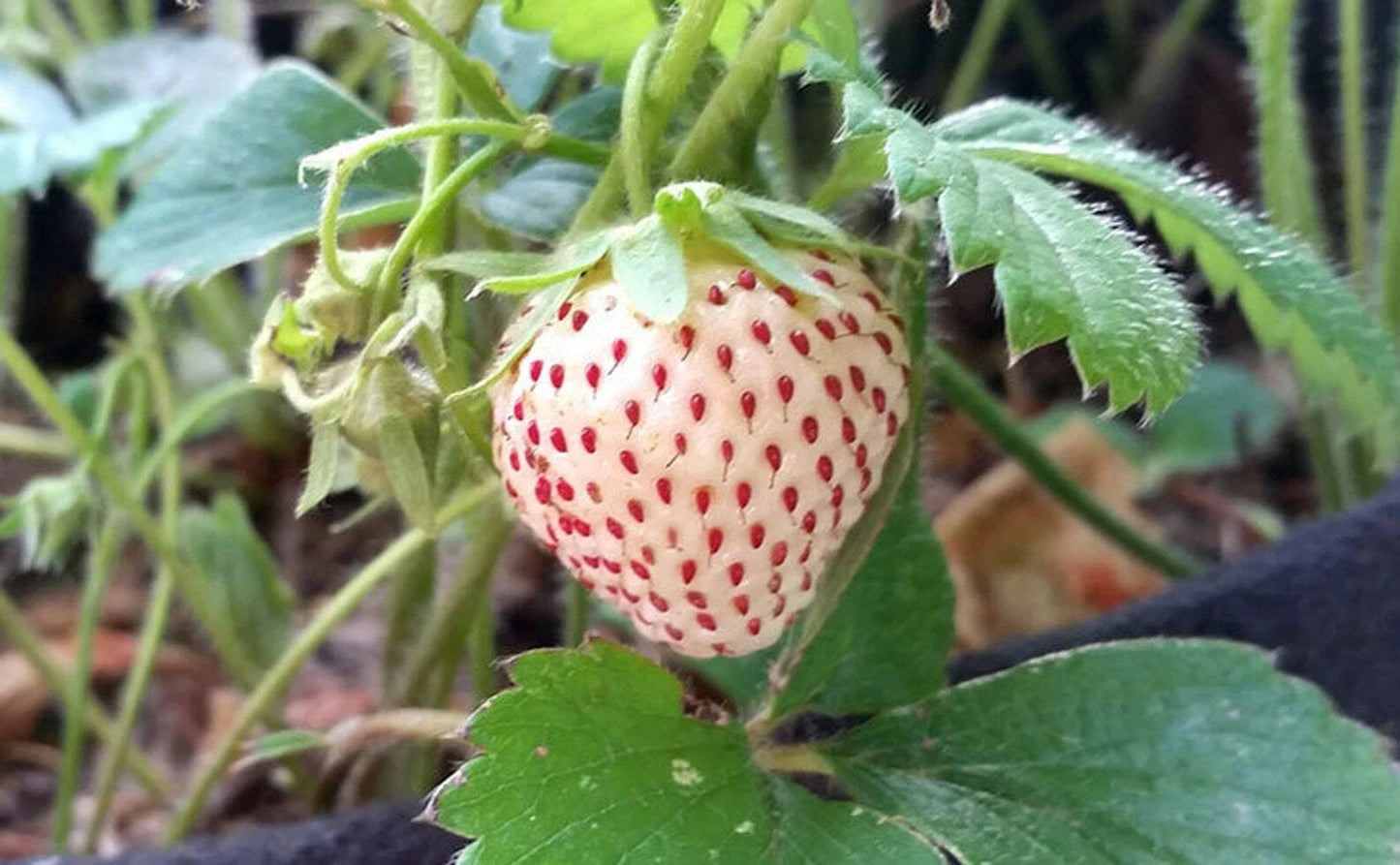 Organic Pineberry Strawberry Plants - 1" Roots, 30 Count - Fragaria x ananassa - Sweet Taste, Ideal for Zones 3-9