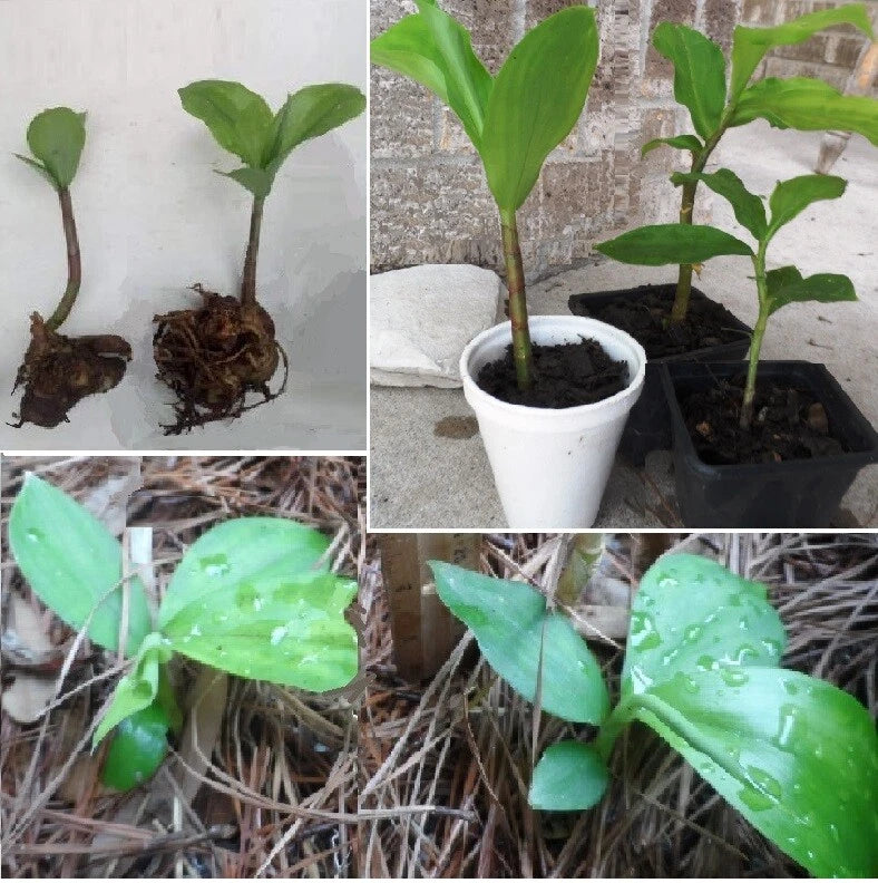 Live Insulin Plants - 1-2 Rooted Costus igneus - Soiled with Leaves - Organic House Plant for Diabetes Management