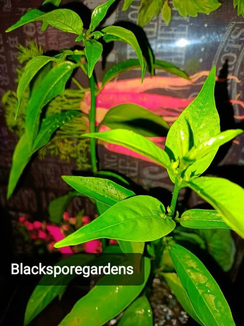 Night Blooming Jasmine Plant 13 Inch Live Fully Rooted (Cestrum nocturnum) - Sweet Scented Nightshade Flower in Container