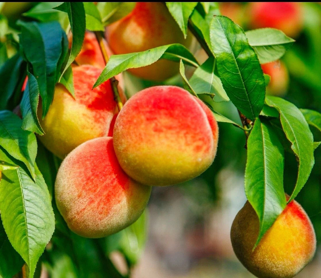 California Peach Tree Cuttings 6" Edible Sweet Prunus Persica - 7 Live Fruit Tree Plants for Outdoor Gardens