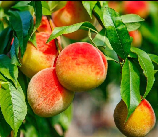 California Peach Tree Cuttings 6" Edible Sweet Prunus Persica - 7 Live Fruit Tree Plants for Outdoor Gardens