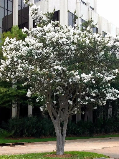 Live Plants Crepe Myrtle Trees 6" Starter Snow White Flowering Shrubs Lagerstroemia indica - Fast Growing Low Maintenance