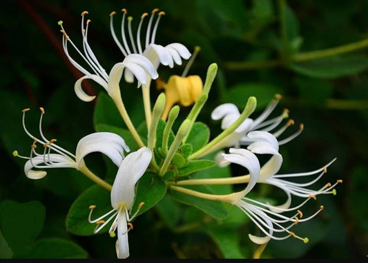 White Honeysuckle Vine Bare Root Live Plant 1-3 Foot All Natural Hardy (Lonicera japonica)