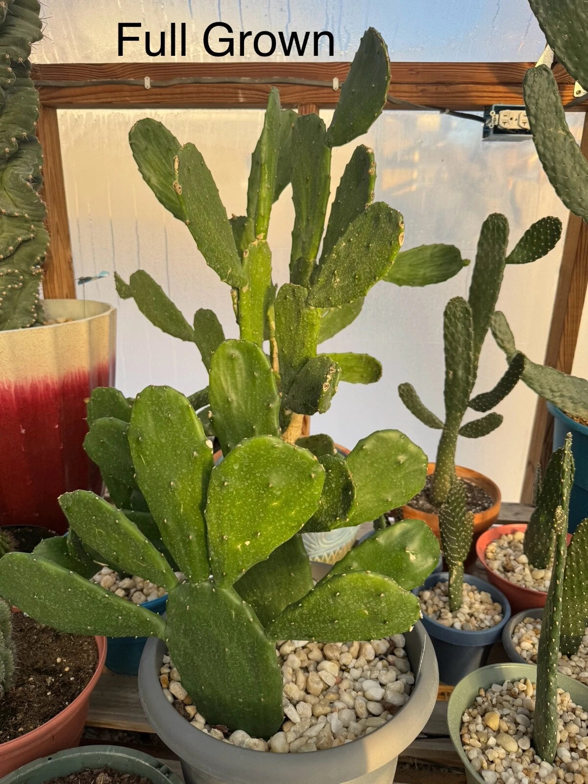 Rooted Prickly Pear Cactus Starts - Fast Growing Opuntia Ficus-Indica - Succulent Plant for Garden or Indoor Use