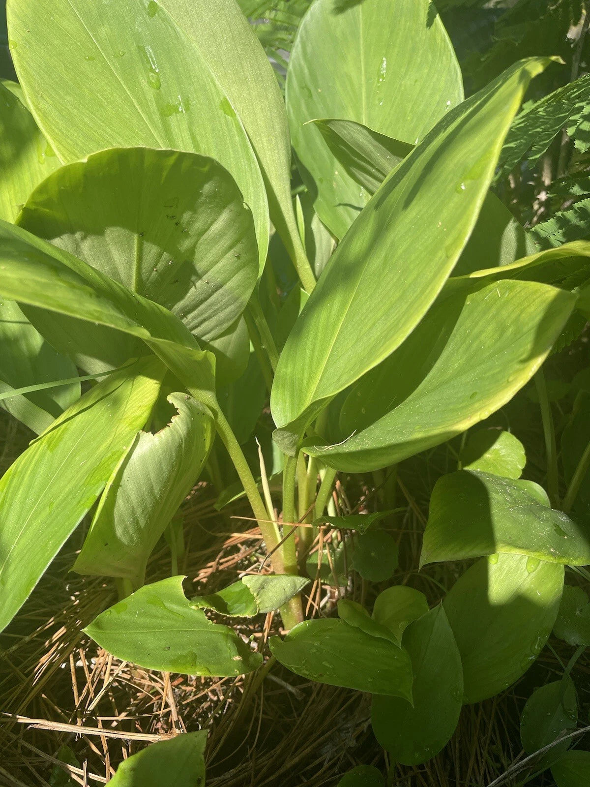 Live Starter Plant Potted Finger Root Krachai Chinese Ginger Keys Kaempferia galanga 6-8 Inches