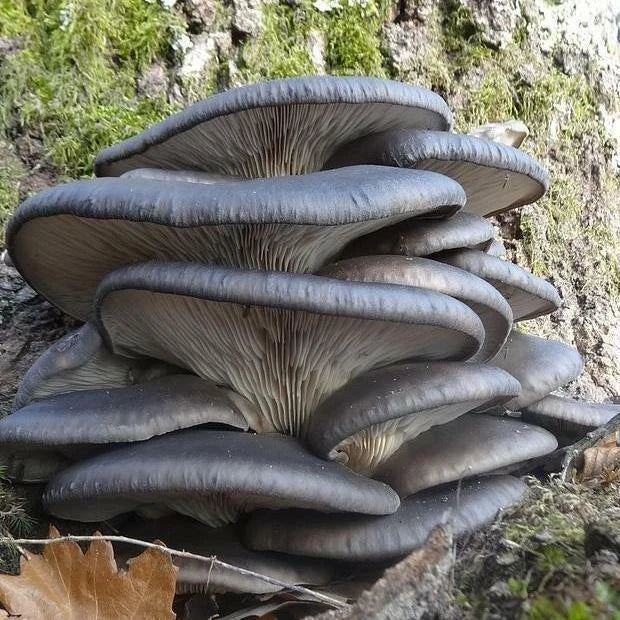 Organic Blue Oyster Mushroom Plugs - 100+ Count for Log Inoculation - Pleurotus ostreatus - US Seller