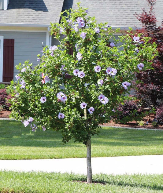 5 Bare Root Rose of Sharon Hibiscus Starter Plants - Summer Flowering Varieties (Hibiscus syriacus)