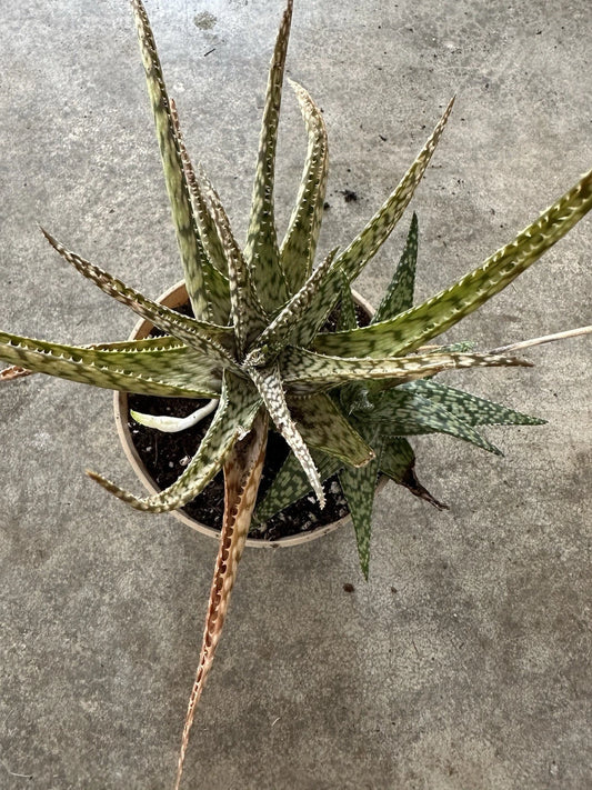 Aloe Hybrid “Blizzard Cactus” Succulent Bare Root Cacti - Unique Drought-Tolerant Plant for Indoor/Outdoor Gardens