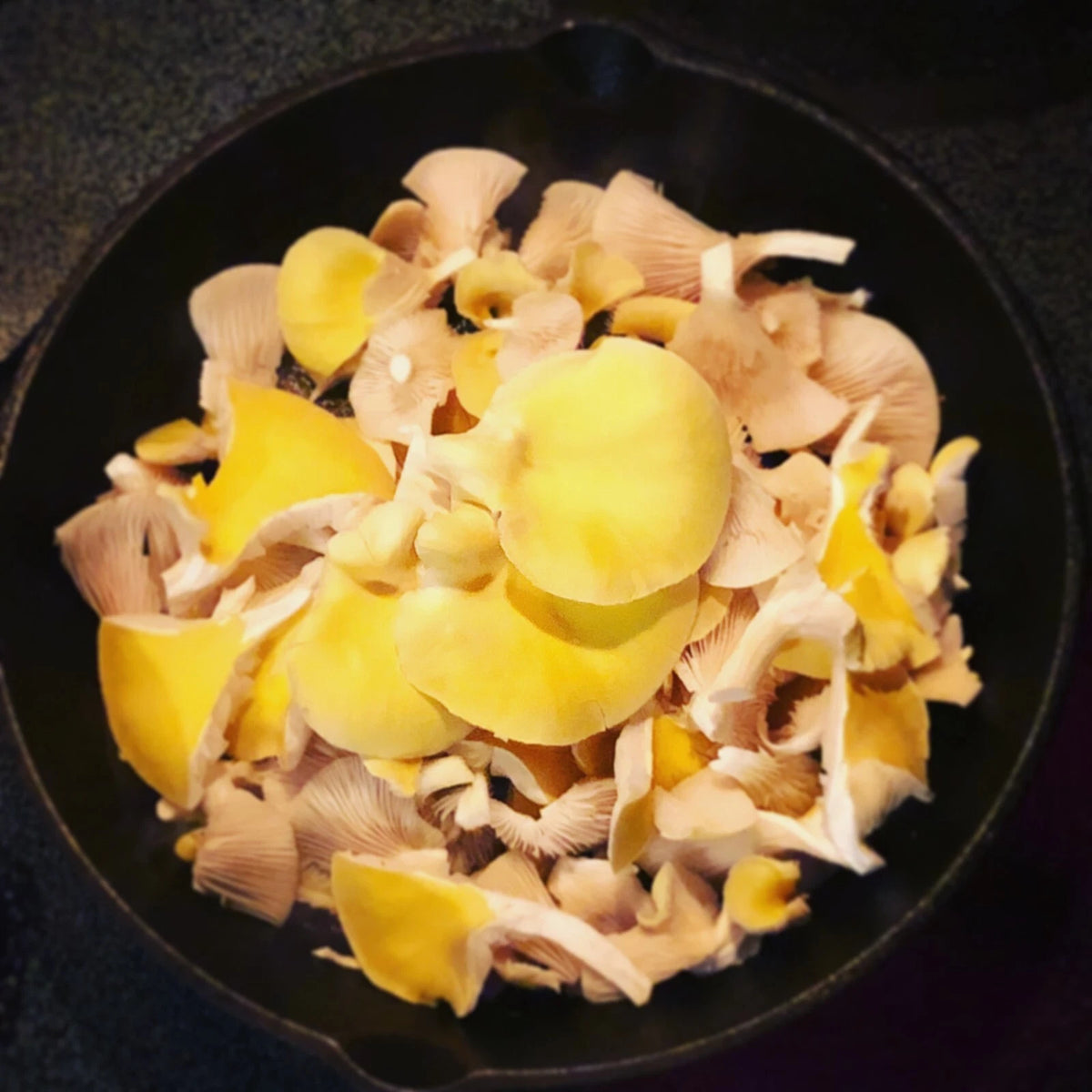 Gold Oyster Mushroom Plug Spawn 1000 Plugs - Organic Golden Oyster Mushroom (Pleurotus aureus) for Log Inoculation
