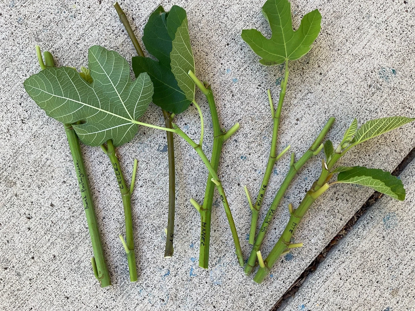 Fresh Fig Tree Cuttings - Dark Portuguese - Rooting Clippings for Summer - Ficus carica
