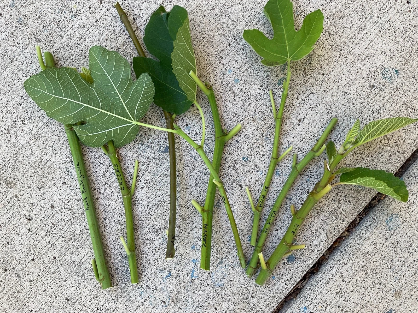 Fresh Fig Tree Cuttings - Dark Portuguese - Rooting Clippings for Summer - Ficus carica