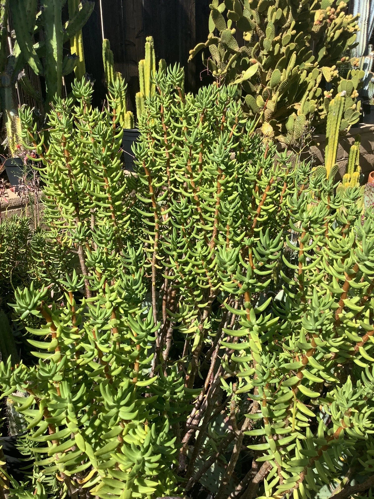 Mini Pine Tree Succulent Cuttings - Crassula tetragona - 7 Live Cuttings 5-8 Inches - Drought Resistant, Bonsai Favorite