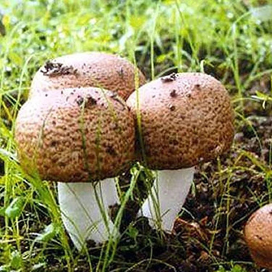 Almond Mushroom Liquid Culture Syringe 10ml - Agaricus subrufescens, Contaminate Free, Fast Growing, High Yield Mushroom Culture