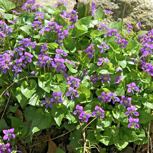 25 Live Purple Violets Starter Plants Bulbs, Perennial Bare Root Flowers, Viola sororia, Hardy in Zones 3-9, Easy Garden Bloom