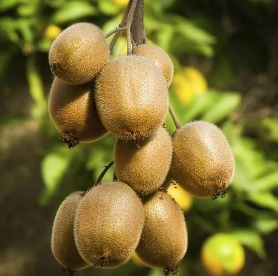 Set of 2 Hardy Kiwi Starter Plants - Prolific Kiwi (Actinidia arguta) - 4-6" Tall - Self-Fertile, Cold-Hardy Fruit Trees