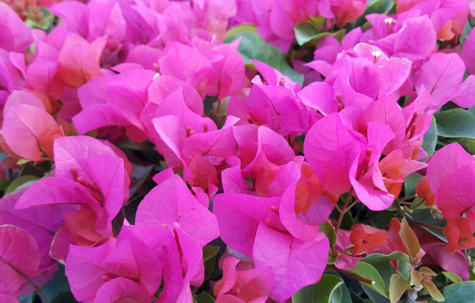 Live Bougainvillea Starter Plant - LA JOLLA Variety - Well Rooted Tropical Plant (Bougainvillea spp.) in Pot