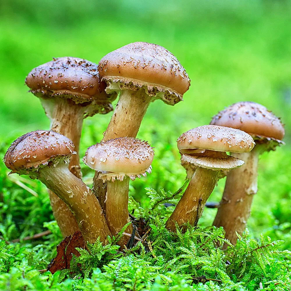 Honey Mushroom Liquid Culture - Armillaria mellea - Easy Mushroom Growing Kit for Gourmet & Medicinal Use