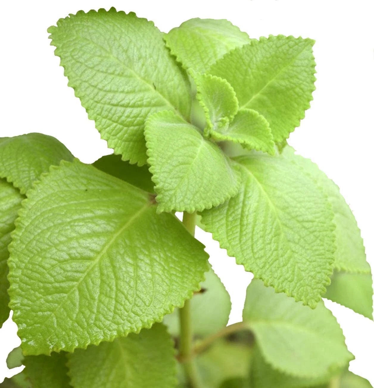 Live Mexican Mint Plants - 2 Bare Root Well-Rooted Oregano - Safe for Kids & Pets - Easy to Grow (Plectranthus amboinicus)