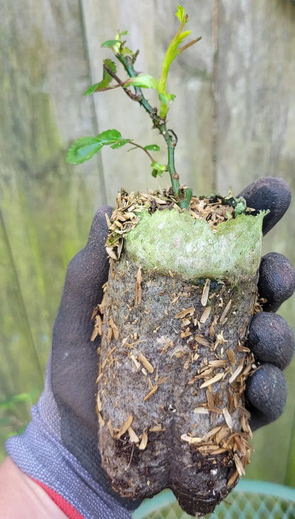 new dawn rose seeds 1) 3" New Dawn Climbing Rose Live Rooted Plant – Sejahtera Seeds and Bulbs