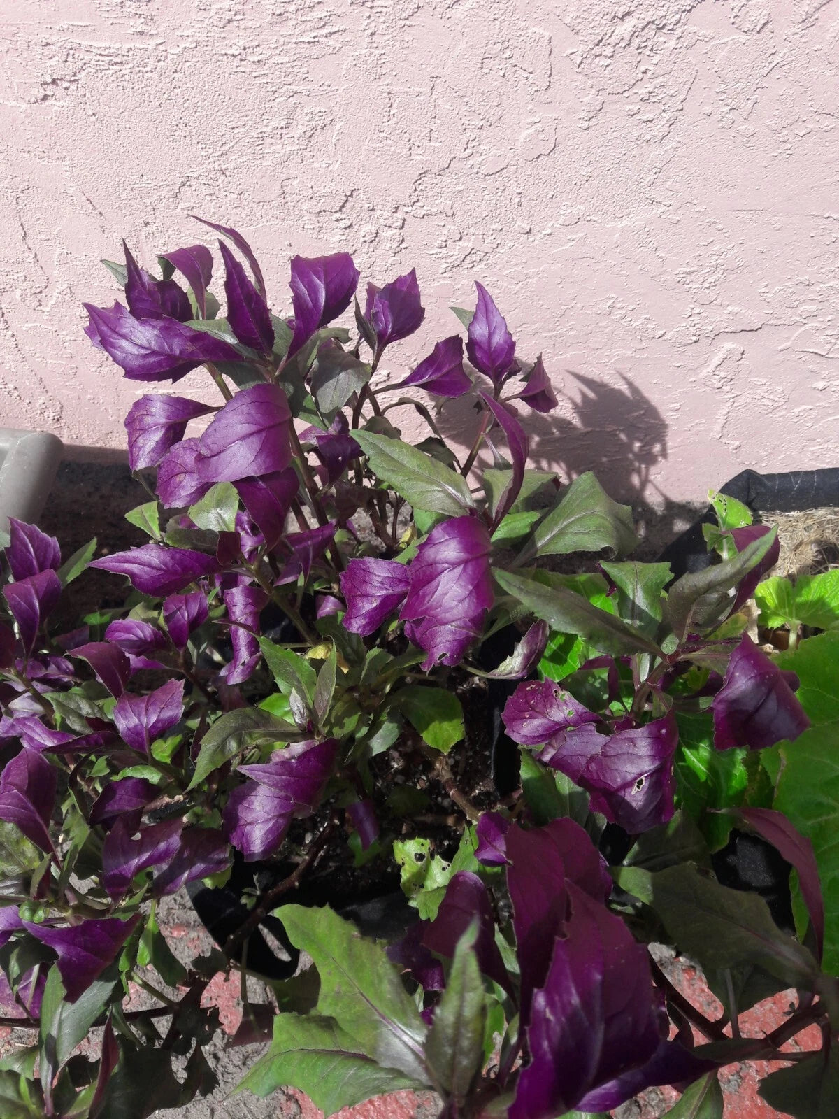 Okinawa Spinach Cuttings - 5 Inch - Green & Deep Purple - Gynura bicolor - Easy to Root - USDA Shipping