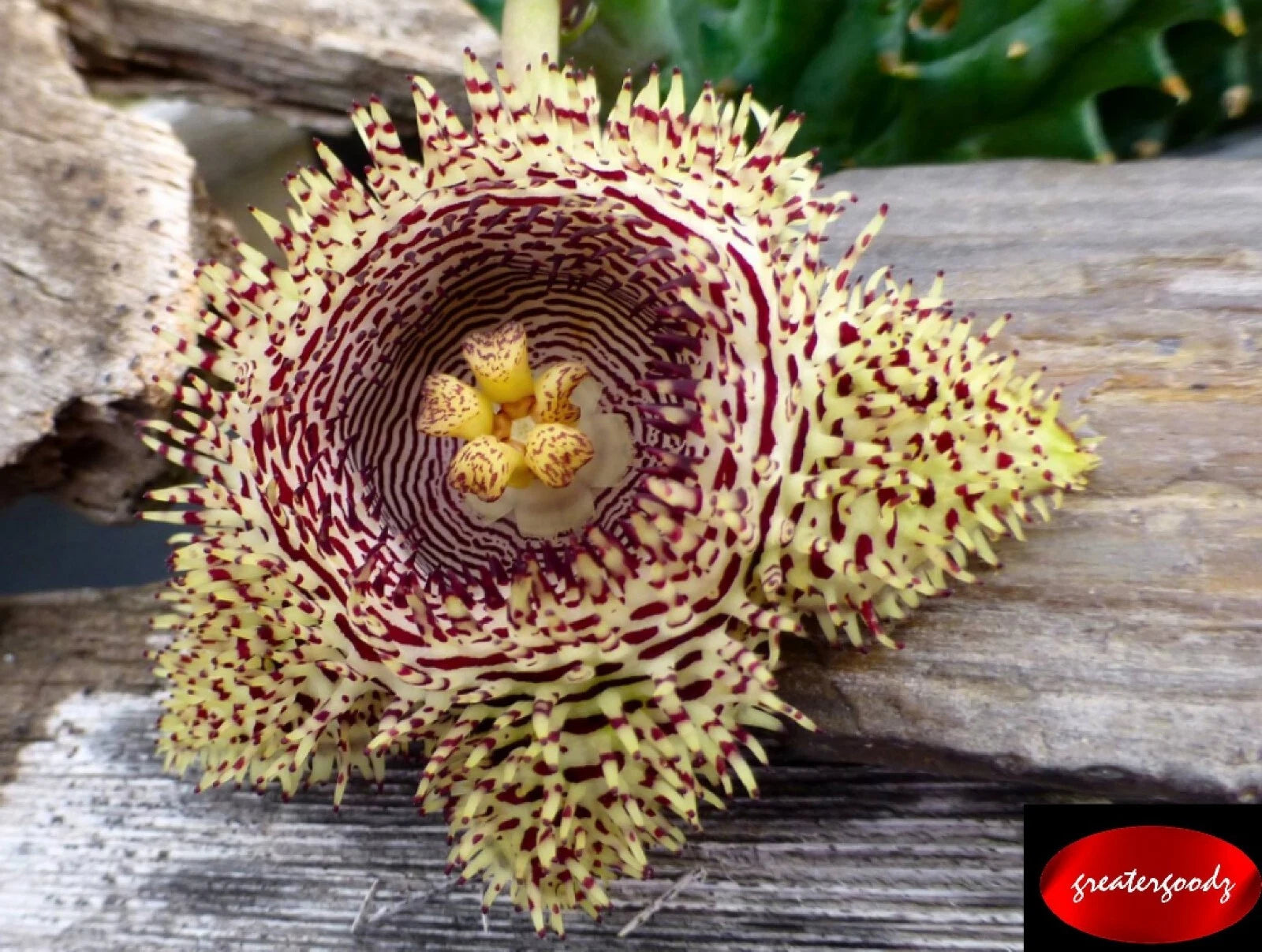 Huernia Hystrix Succulent Cutting - Rare Huge Bloom - Toothy Variety - Huernia hystrix ssp. hystrix