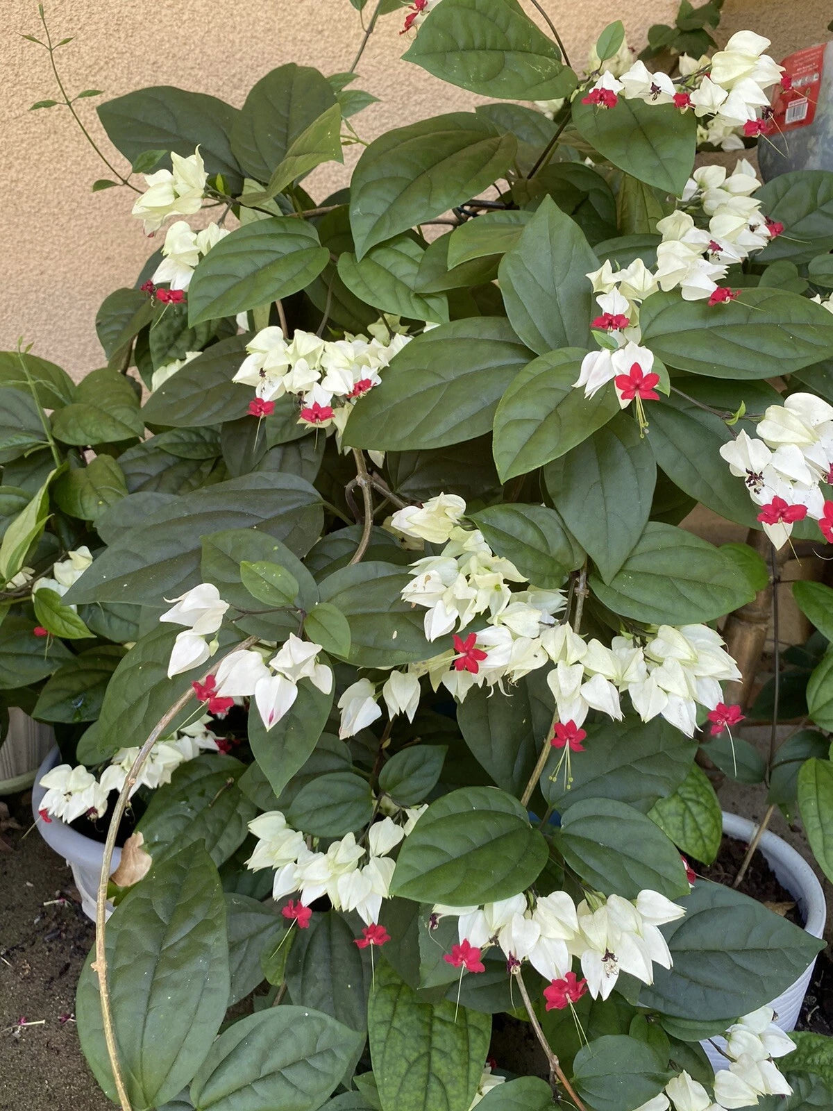 White Bleeding Heart Vine Starter Plant - Bare Root - Easy Care, Showy Blooms - Clerodendrum thomsoniae