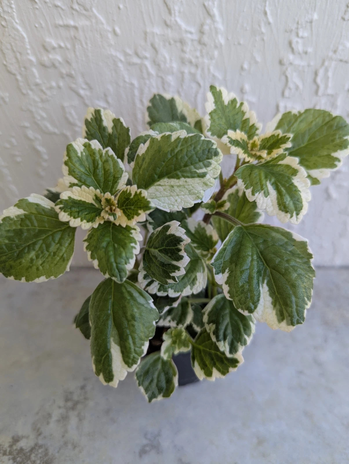 Variegated Swedish Ivy Live Plant in 2.5 Inch Pot - Plectranthus verticillatus - Healthy and Rooted Indoor Houseplant