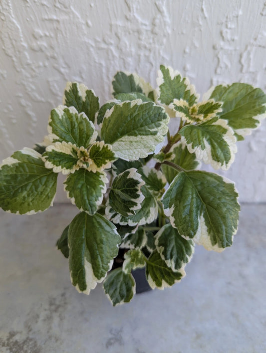 Variegated Swedish Ivy Live Plant in 2.5 Inch Pot - Plectranthus verticillatus - Healthy and Rooted Indoor Houseplant
