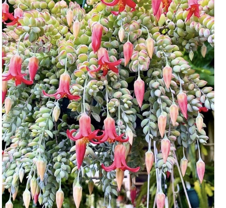 Cotyledon Pendens Succulent Bare Root with Pink Flowers - Indoor/Outdoor Plant for Vibrant Gardens