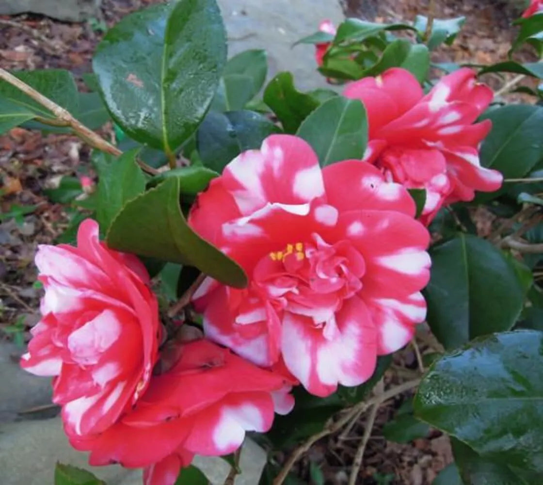 1 Governor Mouton Camellia Japonica - Starter Plant (4L)