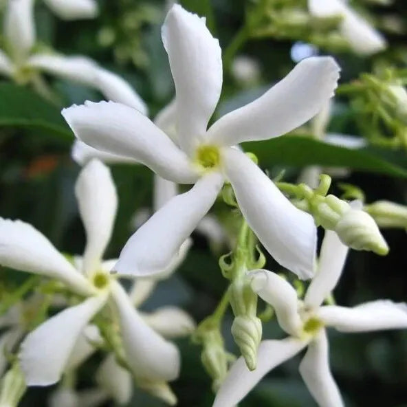 Live Plant Jasminum Nitidum FRAGRANT Jasmine Star